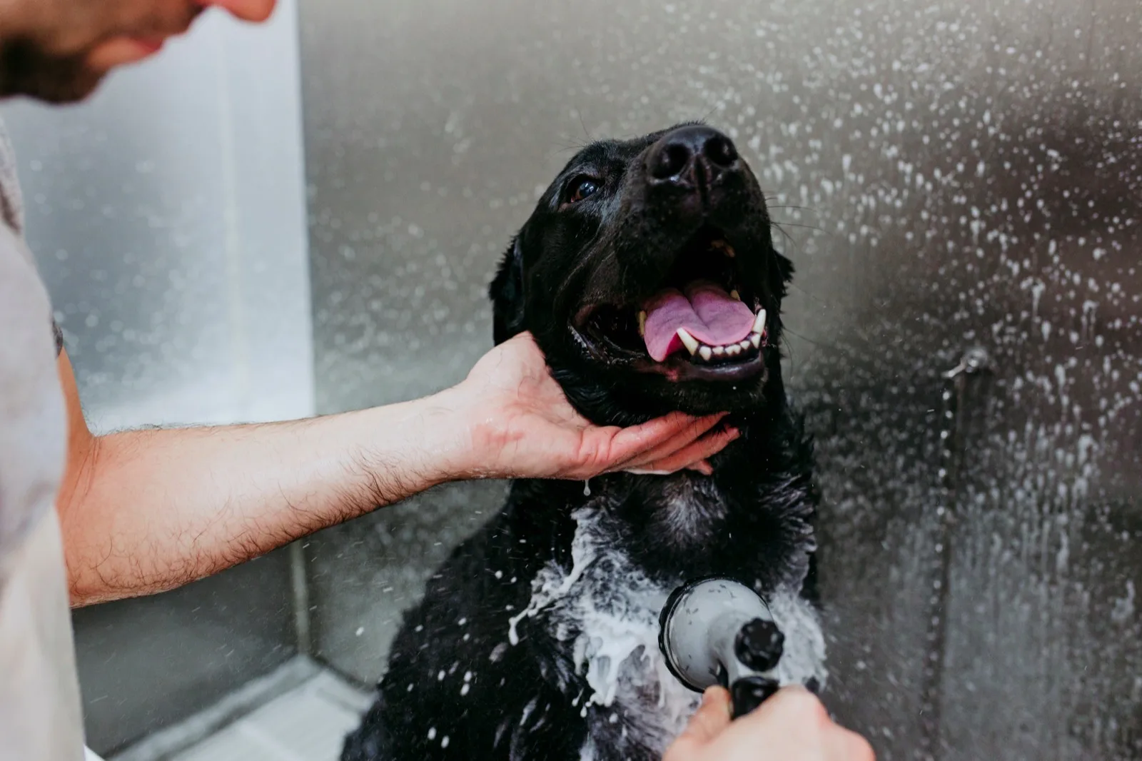 Dog being washed at Mr. Splash Car Wash